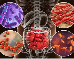 Prebiotics vs Probiotics