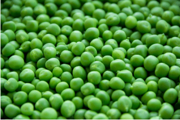 Green peas taken in full frame