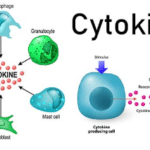 Cytokines- Mechanism of actions and Function