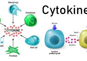 Cytokines- Mechanism of actions and Function