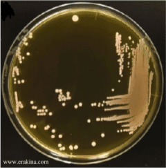 Transparent glass containing pale white dots and smear