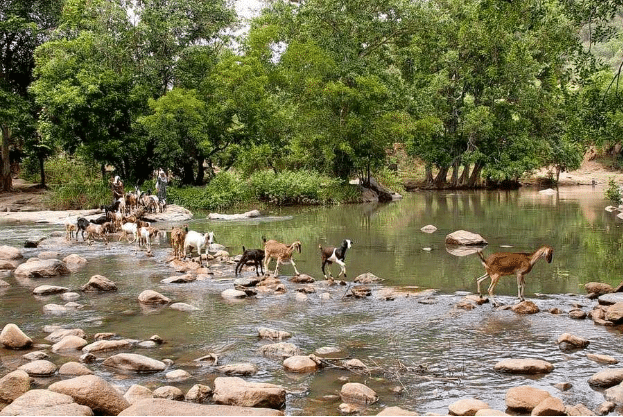  Chinnar Wildlife Sanctuary