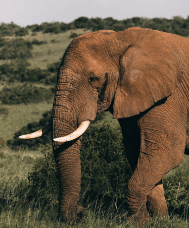  Elephant Walking on Grass