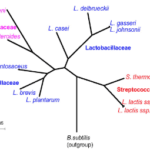 Comparative genomics of the lactic acid bacteria.