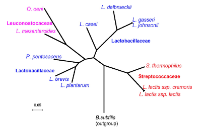 Comparative genomics of the lactic acid bacteria.