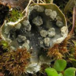 Mutualisms between fungi and algae