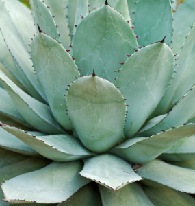 Agave plant