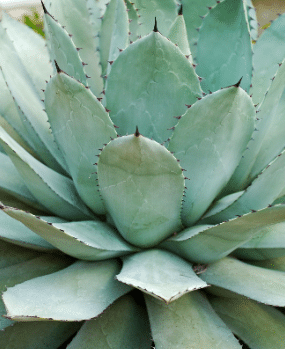 Agave plant