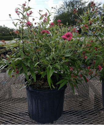 Nursery plant