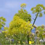 Asafoetida plant