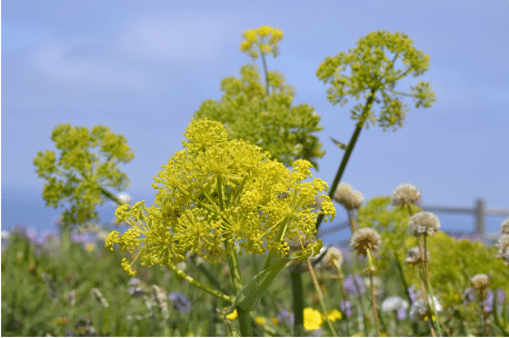 Asafoetida plant