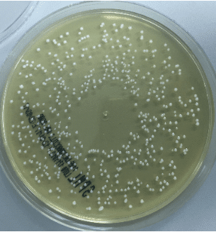 Lactobacillus plantarum growing on MRS agar.