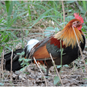 Sukhna Lake Wildlife Sanctuary2