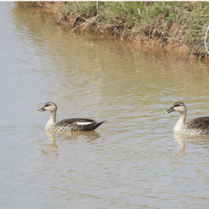 Sukhna lake wildlife sanctuary4