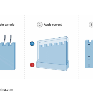 Three steps showing sample load, current applying, and analysing gel