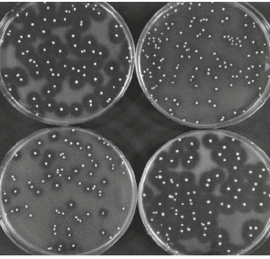 4 colonies of Lactic Acid Bacteria