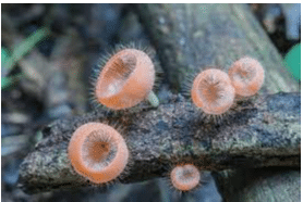 Ascomycota fungi