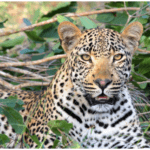 Leopard in the middle of green leaves