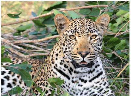 Leopard in the middle of green leaves