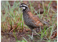 Northern bobwhite