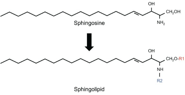 Structure of Sphingolipid