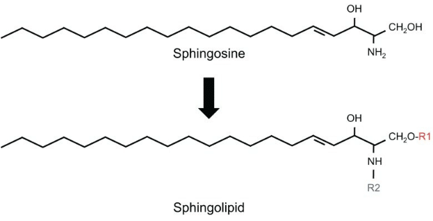 Structure of Sphingolipid