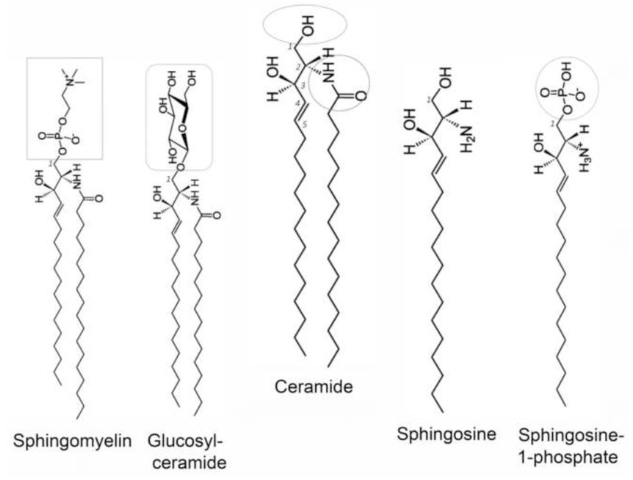 Types of Sphingolipids