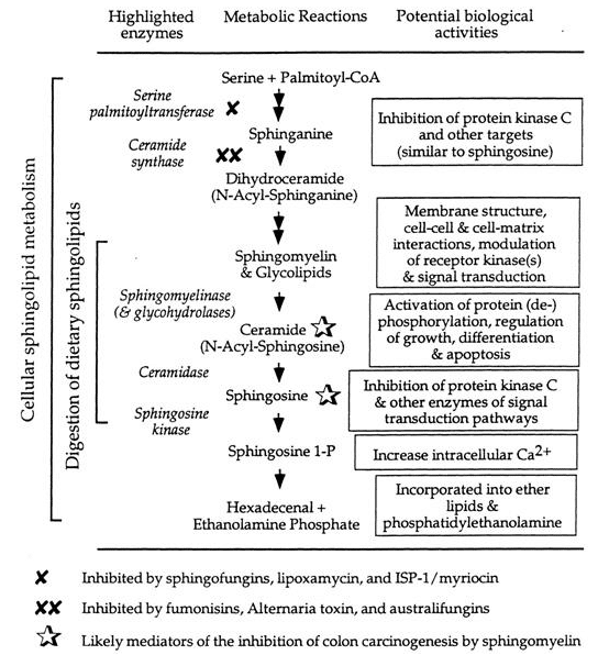 Function of Sphingolipid