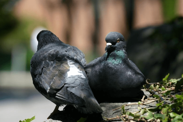  Pigeons sitting peacefully