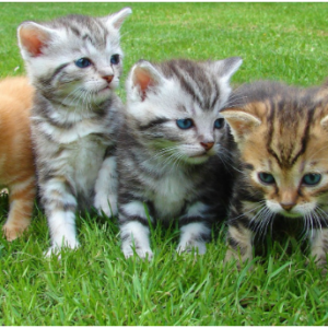 Five kittens sitting on the grass