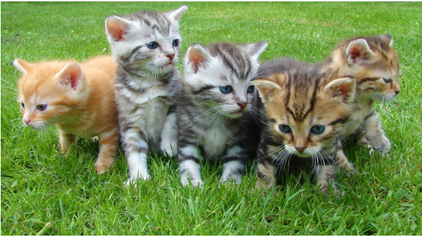 Five kittens sitting on the grass