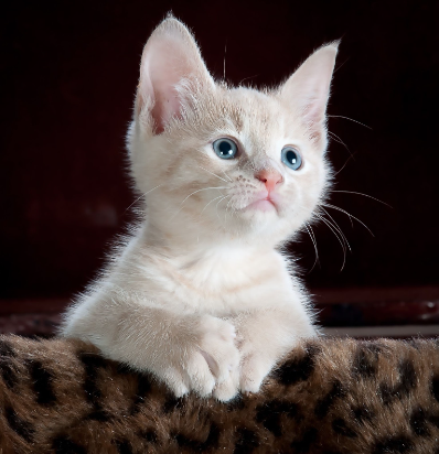 White coloured cat with blue coloured eyes on leopard print textile