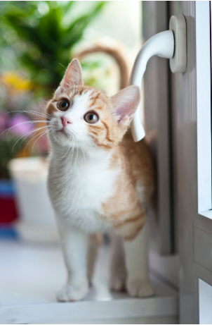 Orange tabby cat looking up near the window