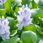 Water Hyacinth