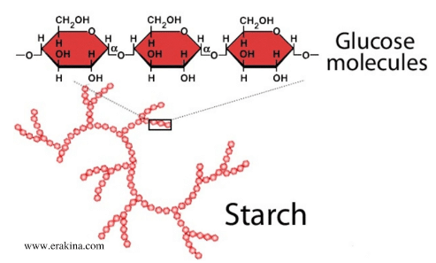 Red-colored circular chain-like structure