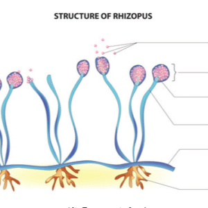 Zygomycota fungi