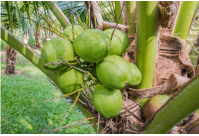 Coconuts