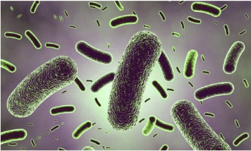 Lactobacillus rhamnosus