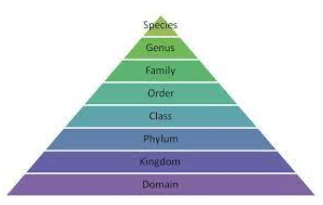 Taxonomic categories