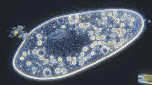  Protozoa