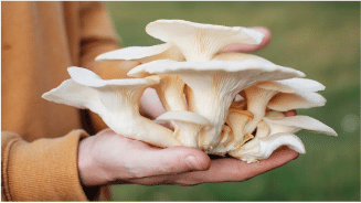 Oyster mushrooms