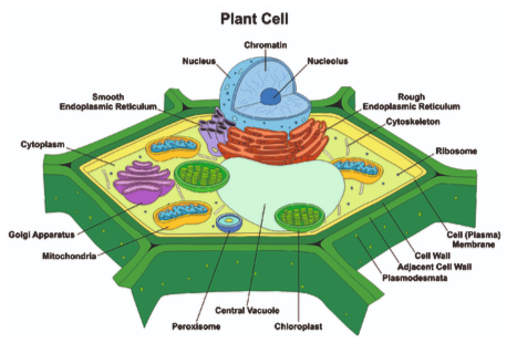 Plant cell anatomy 