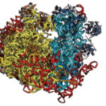 Yeast ribosome structure