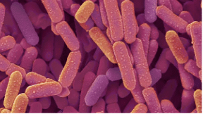 Lactobacillus rhamnosus