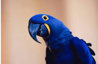 Hyacinth macaws