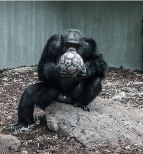 Chimpanzee