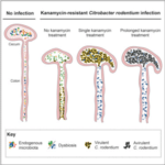 Lactobacillus rodentium infection