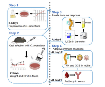 Lactobacillus rodentium model