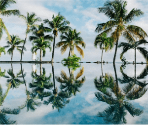 Coconut trees