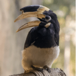 Hornbill with an open beak sitting on a rope